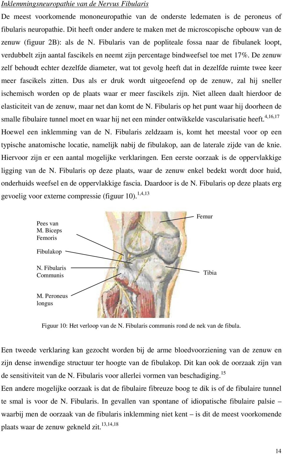 Fibularis van de popliteale fossa naar de fibulanek loopt, verdubbelt zijn aantal fascikels en neemt zijn percentage bindweefsel toe met 17%.