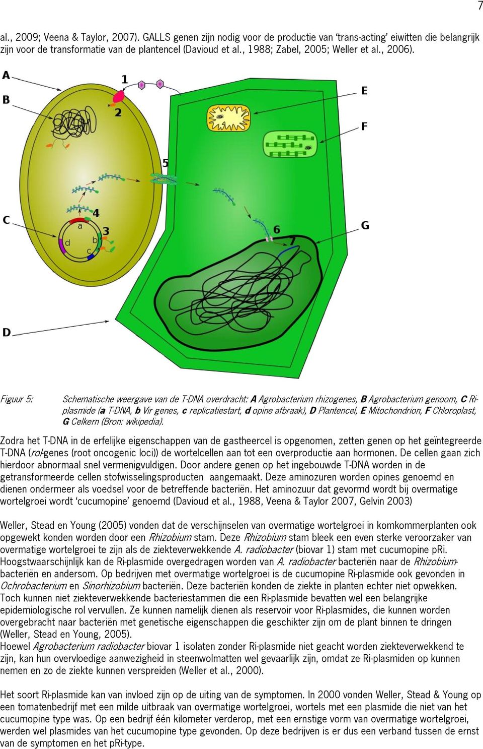 Figuur 5: Schematische weergave van de T-DNA overdracht: A Agrobacterium rhizogenes, B Agrobacterium genoom, C Riplasmide (a T-DNA, b Vir genes, c replicatiestart, d opine afbraak), D Plantencel, E