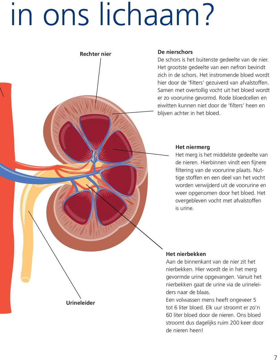 Rode bloedcellen en eiwitten kunnen niet door de filters heen en blijven achter in het bloed. Het niermerg Het merg is het middelste gedeelte van de nieren.