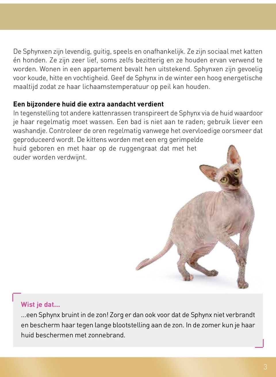 Geef de Sphynx in de winter een hoog energetische maaltijd zodat ze haar lichaamstemperatuur op peil kan houden.