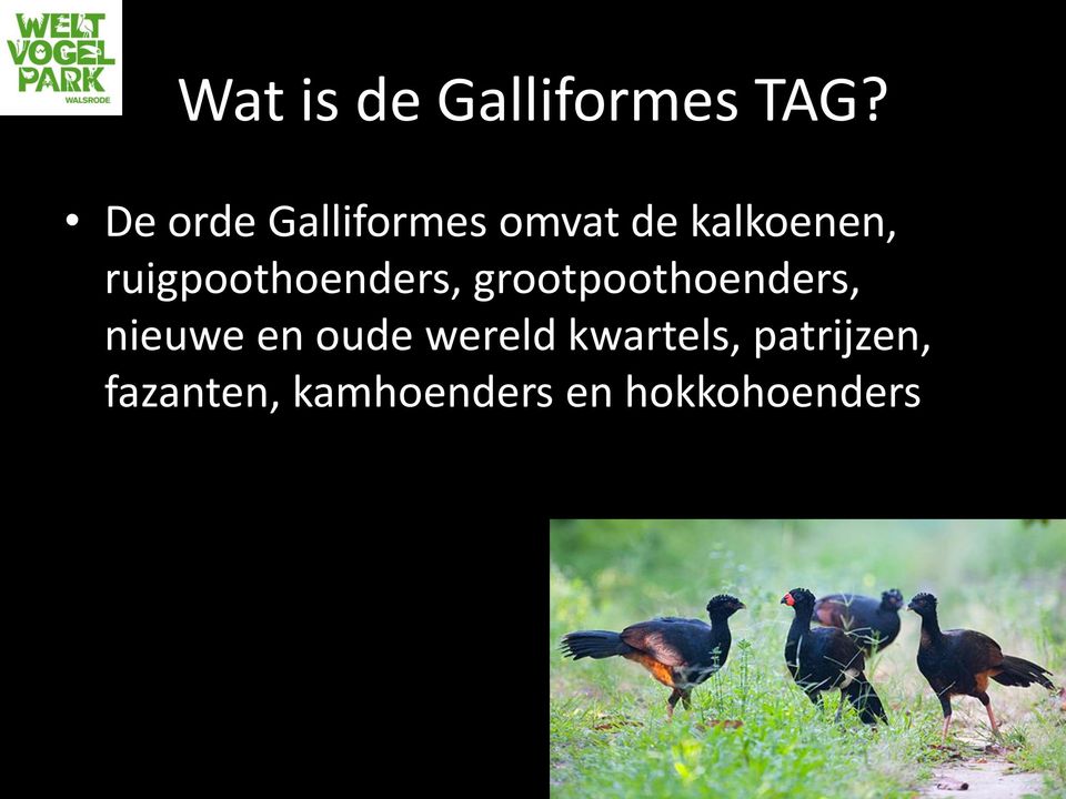 ruigpoothoenders, grootpoothoenders, nieuwe en