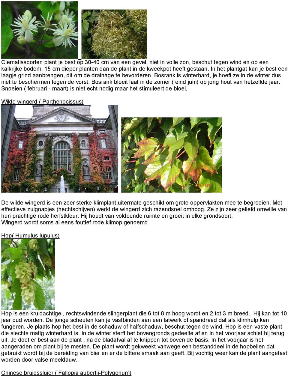 Bosrank bloeit laat in de zomer ( eind juni) op jong hout van hetzelfde jaar. Snoeien ( februari - maart) is niet echt nodig maar het stimuleert de bloei.