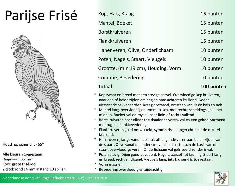 Overvloedige kop krulveren, naar een of beide zijden omlaag en naar achteren krullend. Goede uitstaande bakkebaarden. Kraag opstaand, ontstaan vanuit de hals en nek.