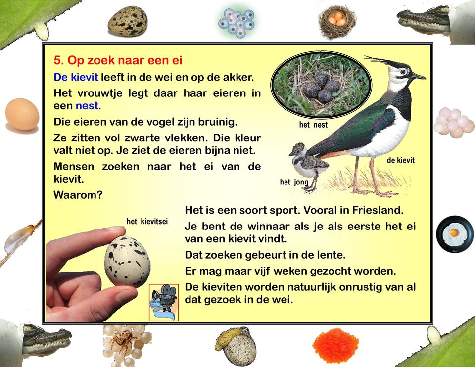 het kievitsei het jong het nest de kievit Het is een soort sport Vooral in Friesland Je bent de winnaar als je als eerste het ei van een