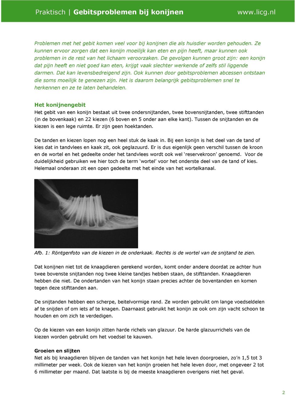 De gevolgen kunnen groot zijn: een konijn dat pijn heeft en niet goed kan eten, krijgt vaak slechter werkende of zelfs stil liggende darmen. Dat kan levensbedreigend zijn.