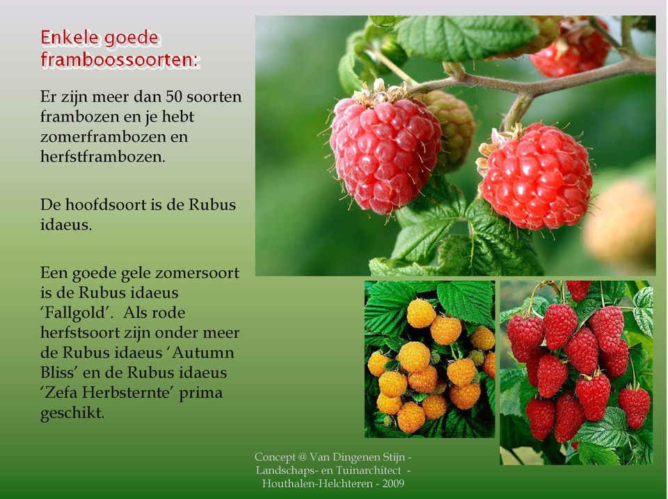 Een goede gele zomersoort is de Rubus idaeus Fallgold.