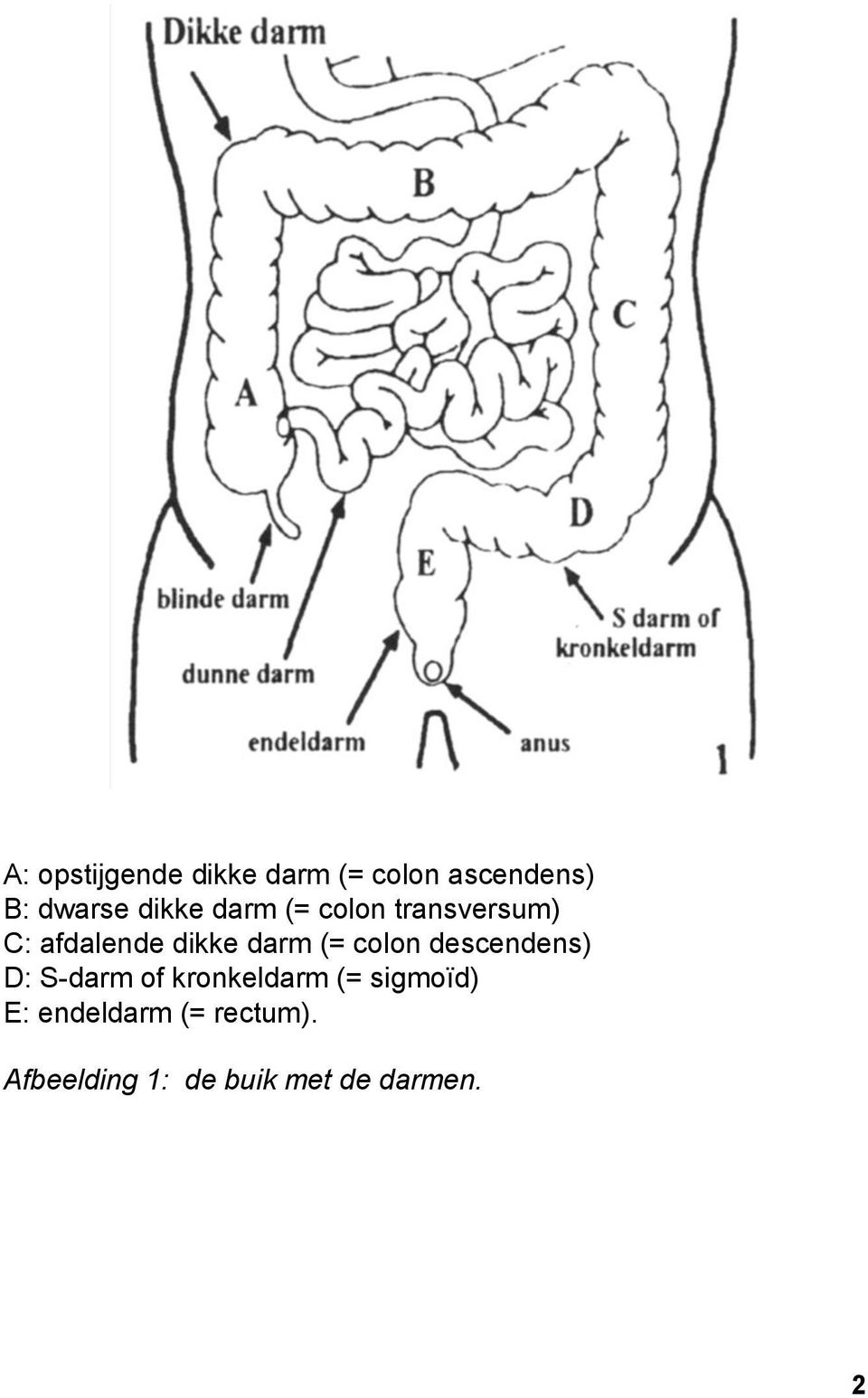 (= colon descendens) D: S darm of kronkeldarm (= sigmoïd)