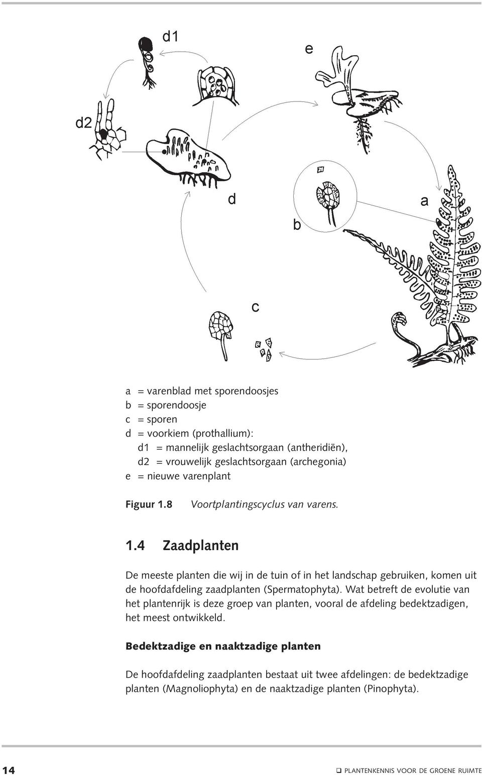 Wat betreft de evolutie van het plantenrijk is deze groep van planten, vooral de afdeling bedektzadigen, het meest ontwikkeld.