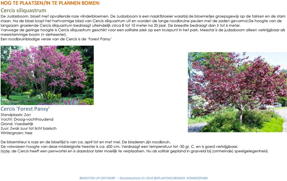 Na de bloei loopt het hartvormige blad van Cercis siliquastrum uit en worden de lange roodbruine peulen met de zaden gevormd.