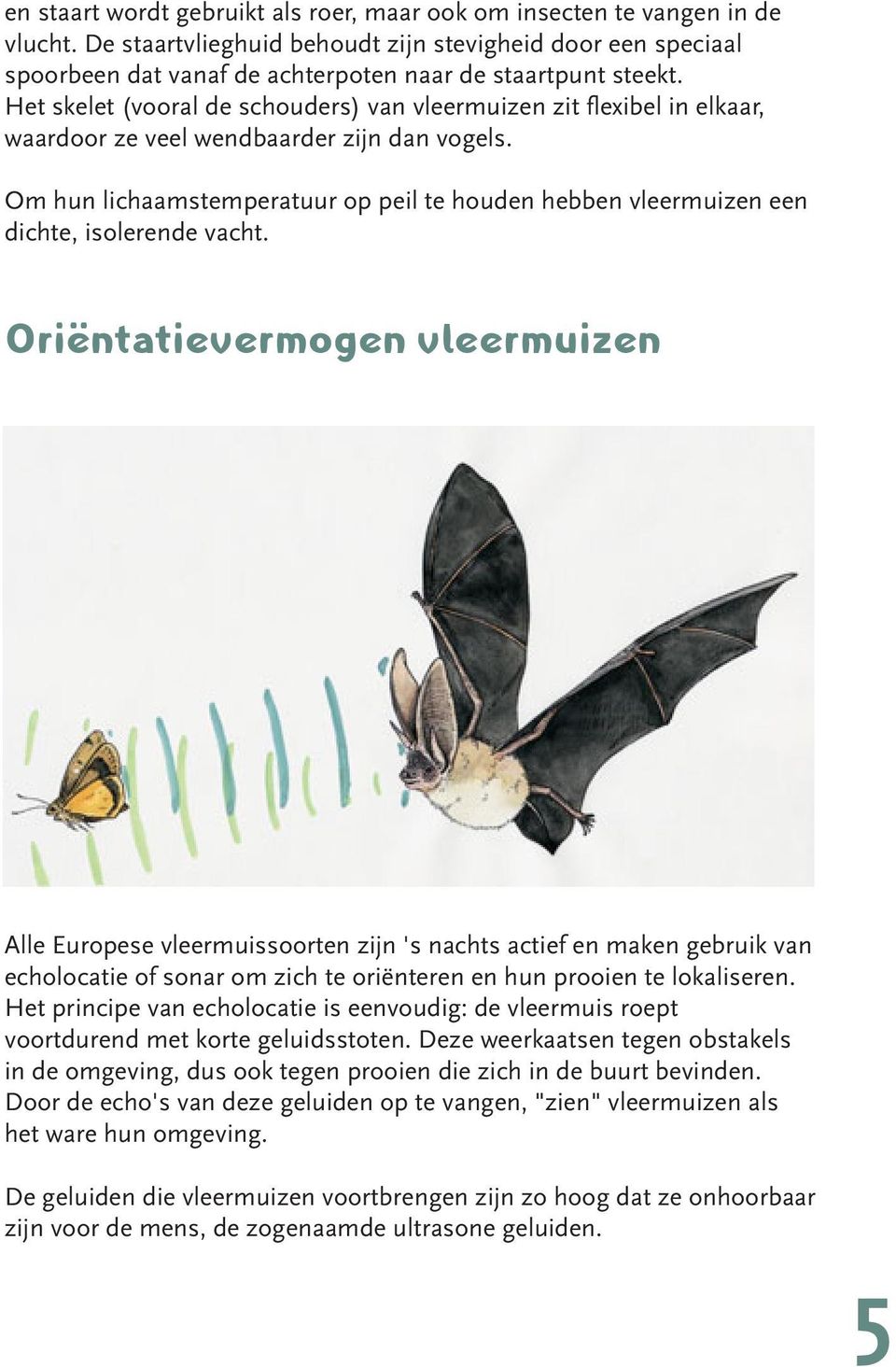 Het skelet (vooral de schouders) van vleermuizen zit flexibel in elkaar, waardoor ze veel wendbaarder zijn dan vogels.