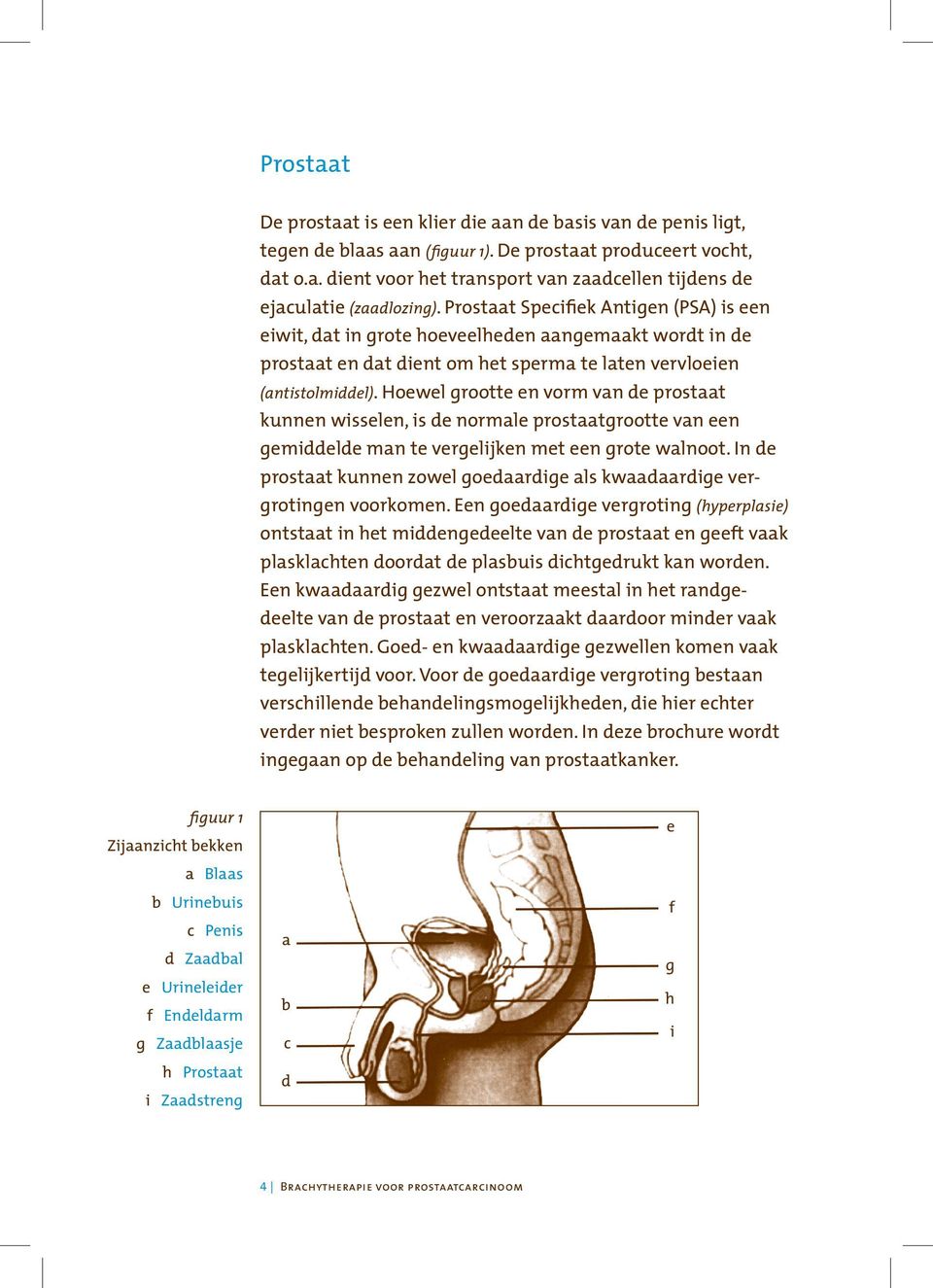 Hoewel grootte en vorm van de prostaat kunnen wisselen, is de normale prostaatgrootte van een gemiddelde man te vergelijken met een grote walnoot.