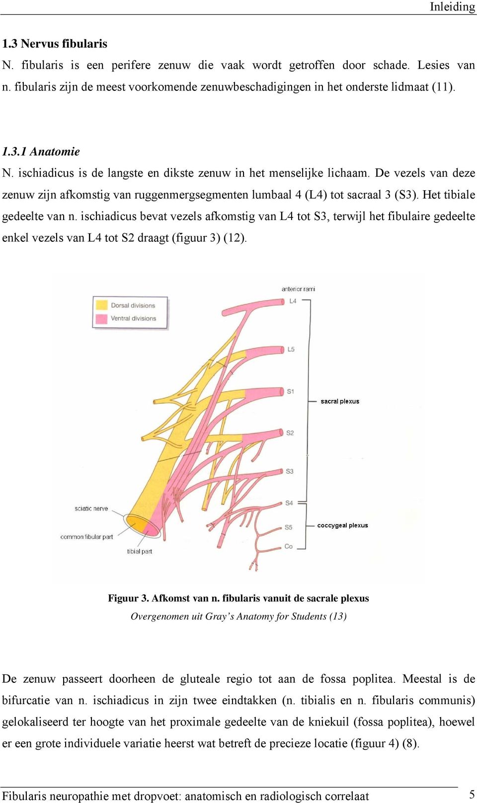 De vezels van deze zenuw zijn afkomstig van ruggenmergsegmenten lumbaal 4 (L4) tot sacraal 3 (S3). Het tibiale gedeelte van n.