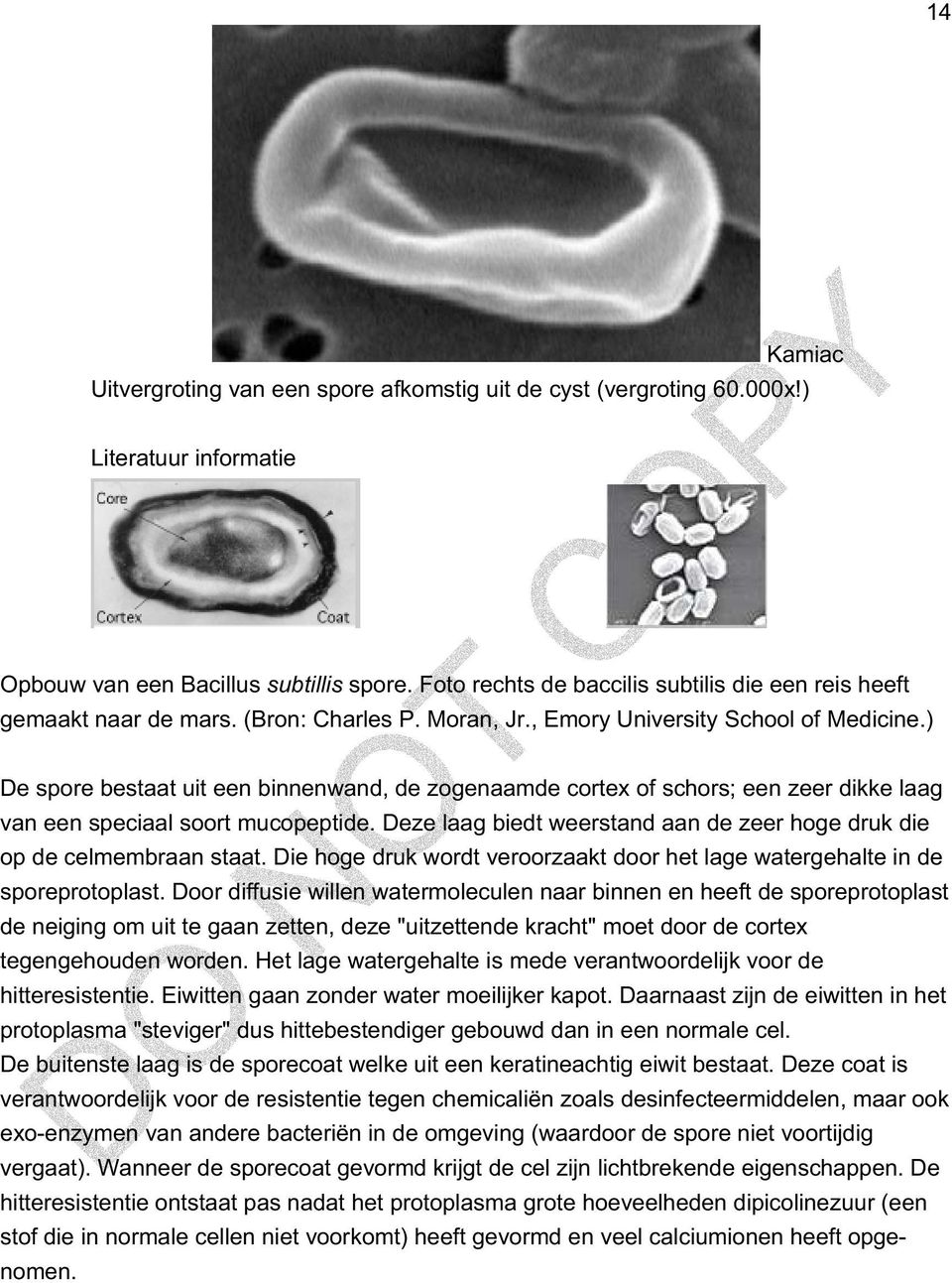 ) De spore bestaat uit een binnenwand, de zogenaamde cortex of schors; een zeer dikke laag van een speciaal soort mucopeptide.