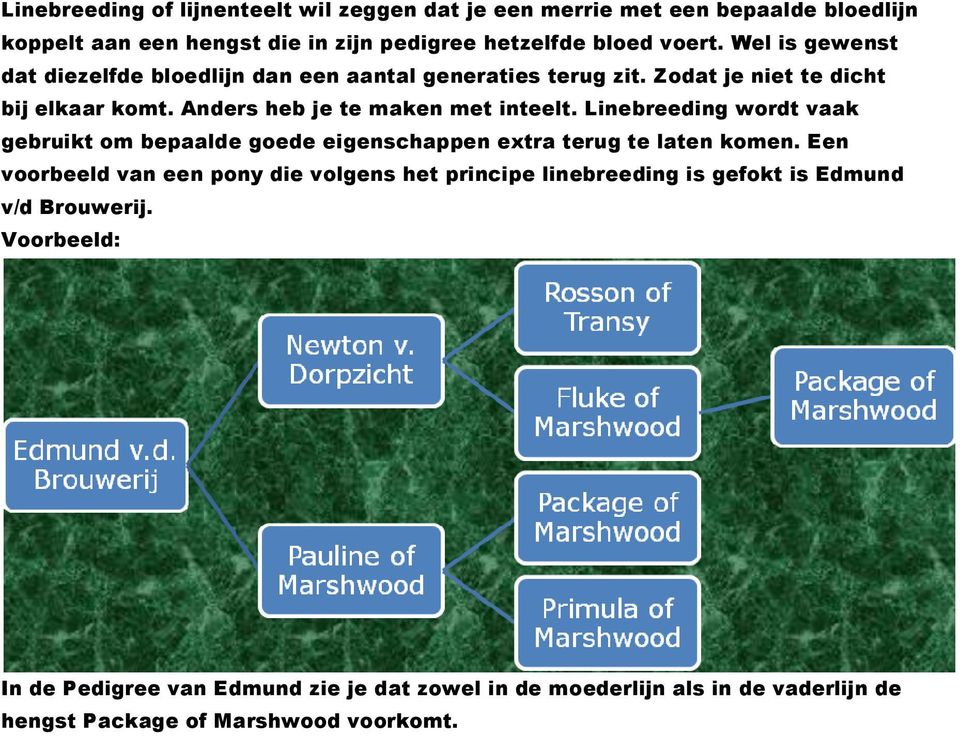 Linebreeding wordt vaak gebruikt om bepaalde goede eigenschappen extra terug te laten komen.