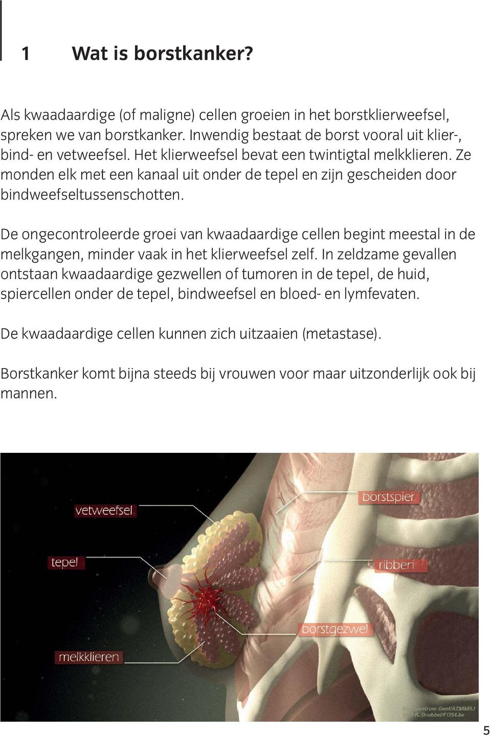 De ongecontroleerde groei van kwaadaardige cellen begint meestal in de melkgangen, minder vaak in het klierweefsel zelf.