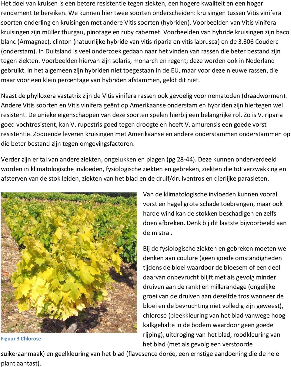 Voorbeelden van Vitis vinifera kruisingen zijn müller thurgau, pinotage en ruby cabernet.
