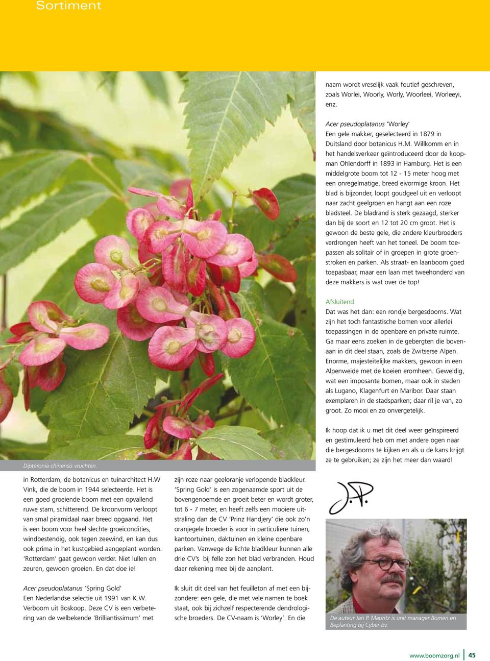 Het blad is bijzonder, loopt goudgeel uit en verloopt naar zacht geelgroen en hangt aan een roze bladsteel. De bladrand is sterk gezaagd, sterker dan bij de soort en 12 tot 20 cm groot.