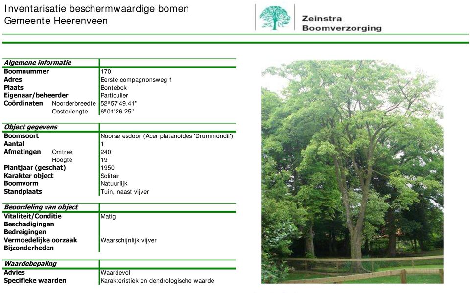 25'' Noorse esdoor (Acer platanoides 'Drummondii') Afmetingen Omtrek 240 Hoogte 19
