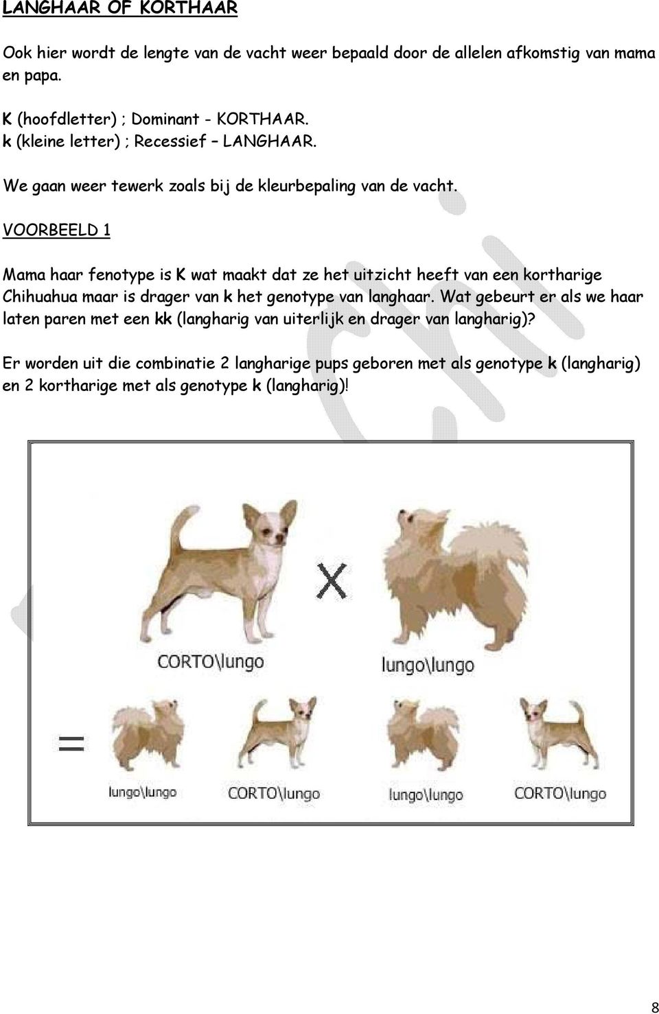 VOORBEELD 1 Mama haar fenotype is K wat maakt dat ze het uitzicht heeft van een kortharige Chihuahua maar is drager van k het genotype van langhaar.