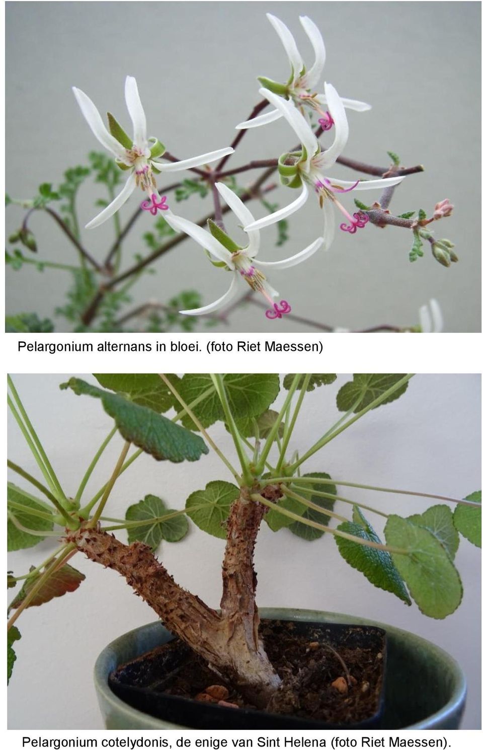 Pelargonium cotelydonis, de