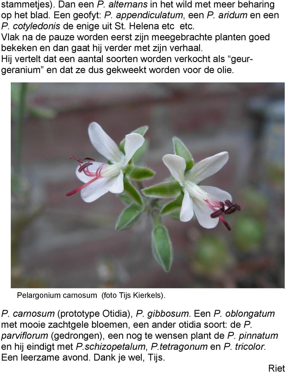 Hij vertelt dat een aantal soorten worden verkocht als geurgeranium en dat ze dus gekweekt worden voor de olie. Pelargonium carnosum (foto Tijs Kierkels). P. carnosum (prototype Otidia), P.