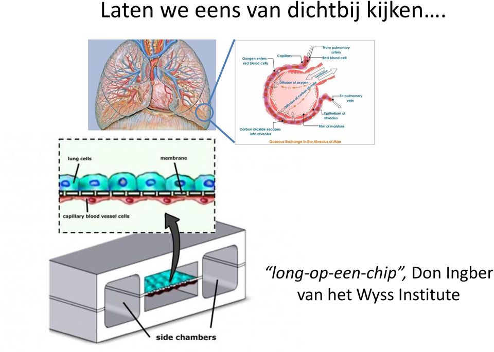 long-op-een-chip, Don