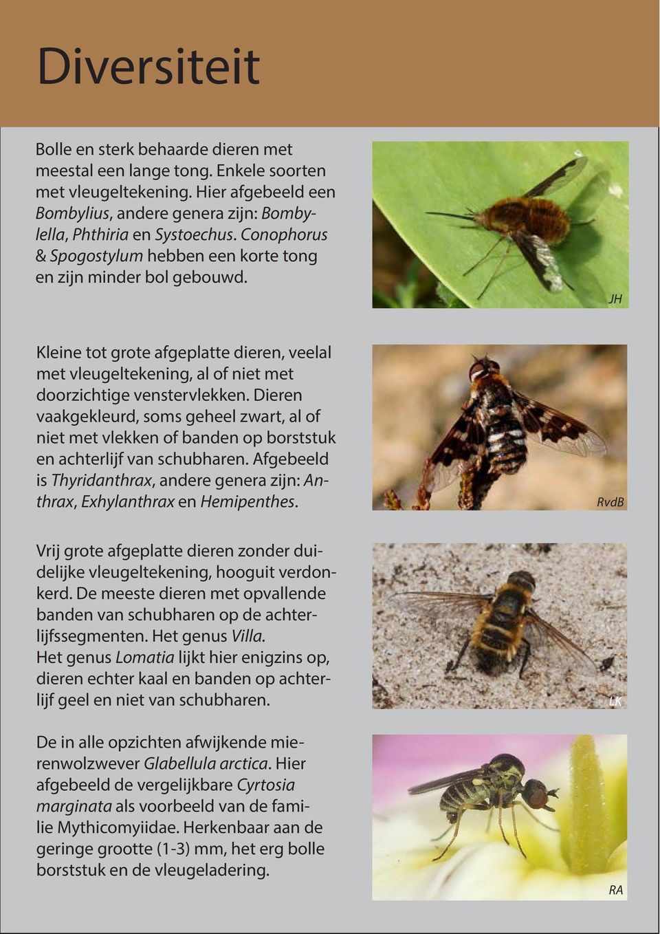 Dieren vaakgekleurd, soms geheel zwart, al niet met vlekken banden op borststuk en achterlijf van schubharen. Afgebeeld is Thyridanthrax, andere genera zijn: Anthrax, Exhylanthrax en Hemipenthes.