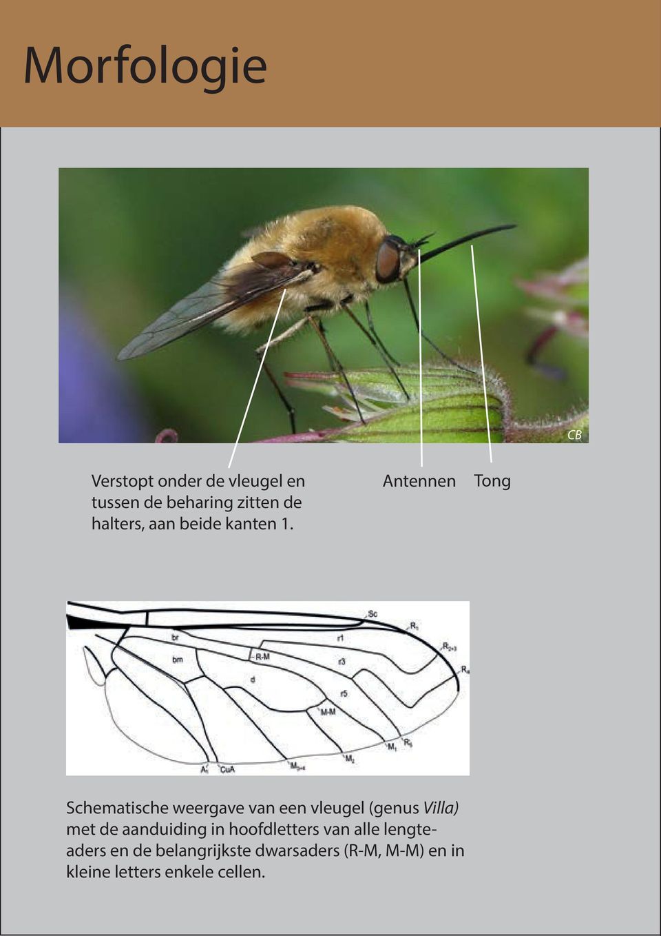 Antennen Tong Schematische weergave van een vleugel (genus Villa) met de
