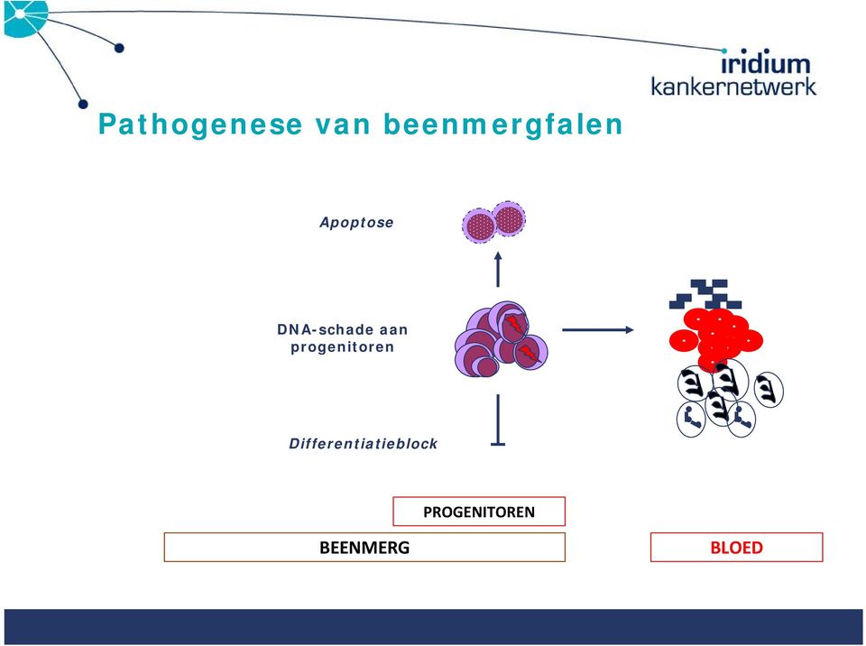 progenitoren Differentiatieblock