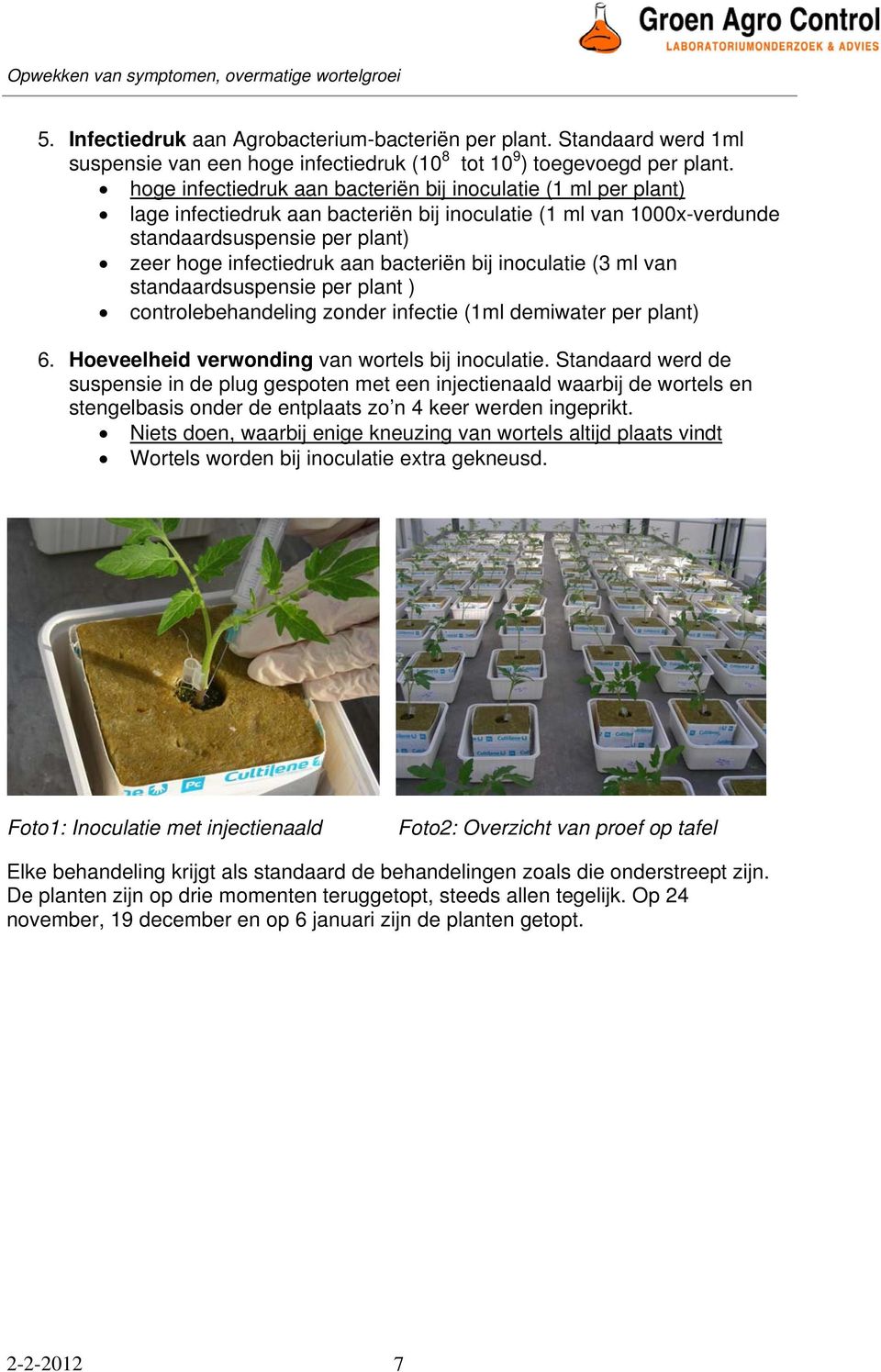 bacteriën bij inoculatie (3 ml van standaardsuspensie per plant ) controlebehandeling zonder infectie (1ml demiwater per plant) 6. Hoeveelheid verwonding van wortels bij inoculatie.