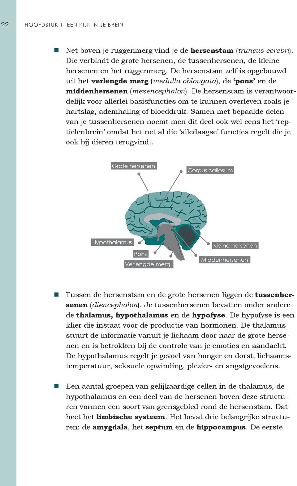 De hersenstam is verantwoordelijk voor allerlei basisfuncties om te kunnen overleven zoals je hartslag, ademhaling of bloeddruk.