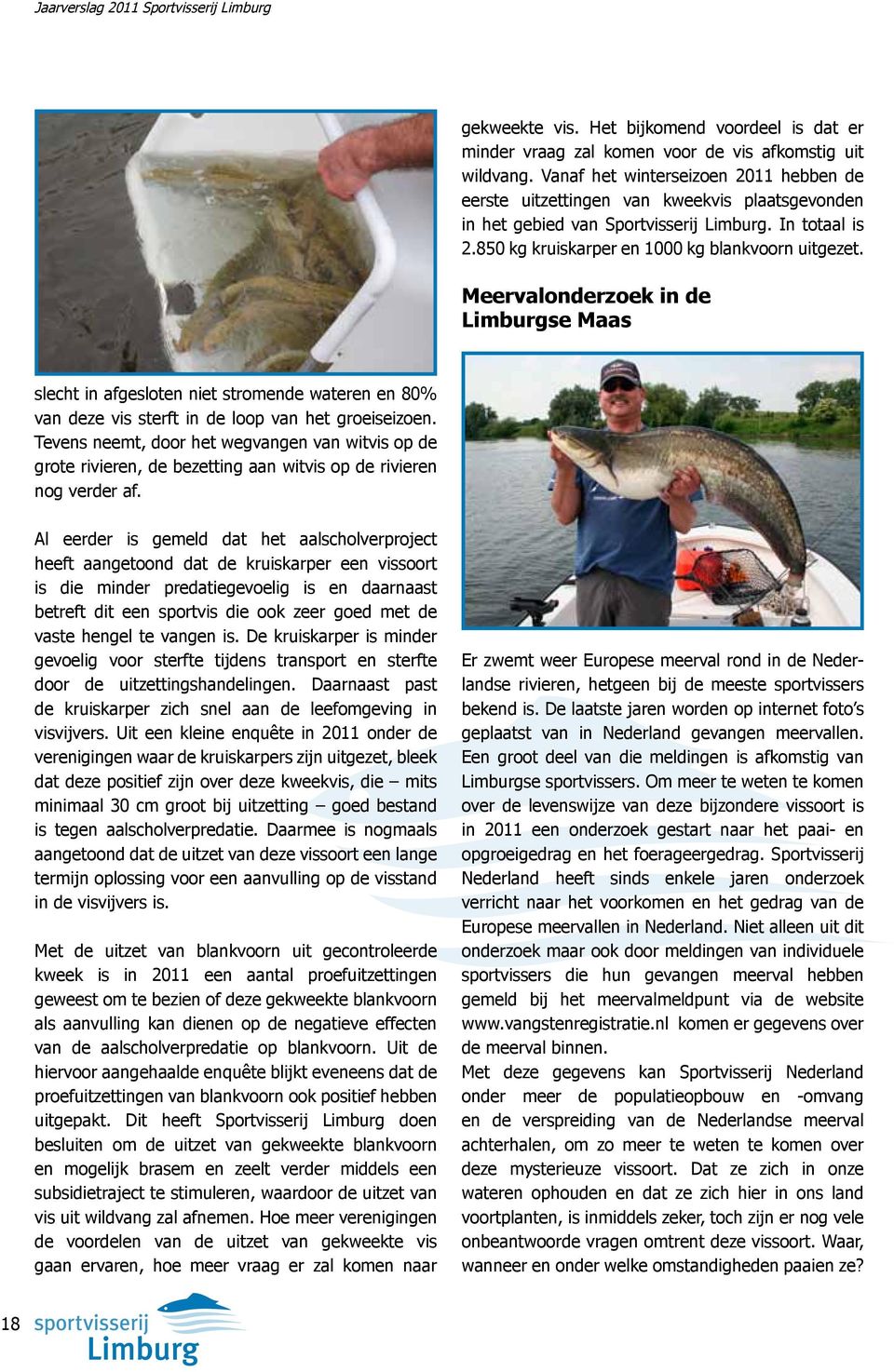 Meervalonderzoek in de Limburgse Maas slecht in afgesloten niet stromende wateren en 80% van deze vis sterft in de loop van het groeiseizoen.
