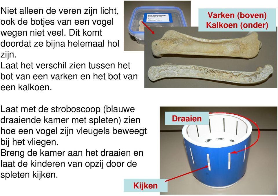 Laat het verschil zien tussen het bot van een varken en het bot van een kalkoen.