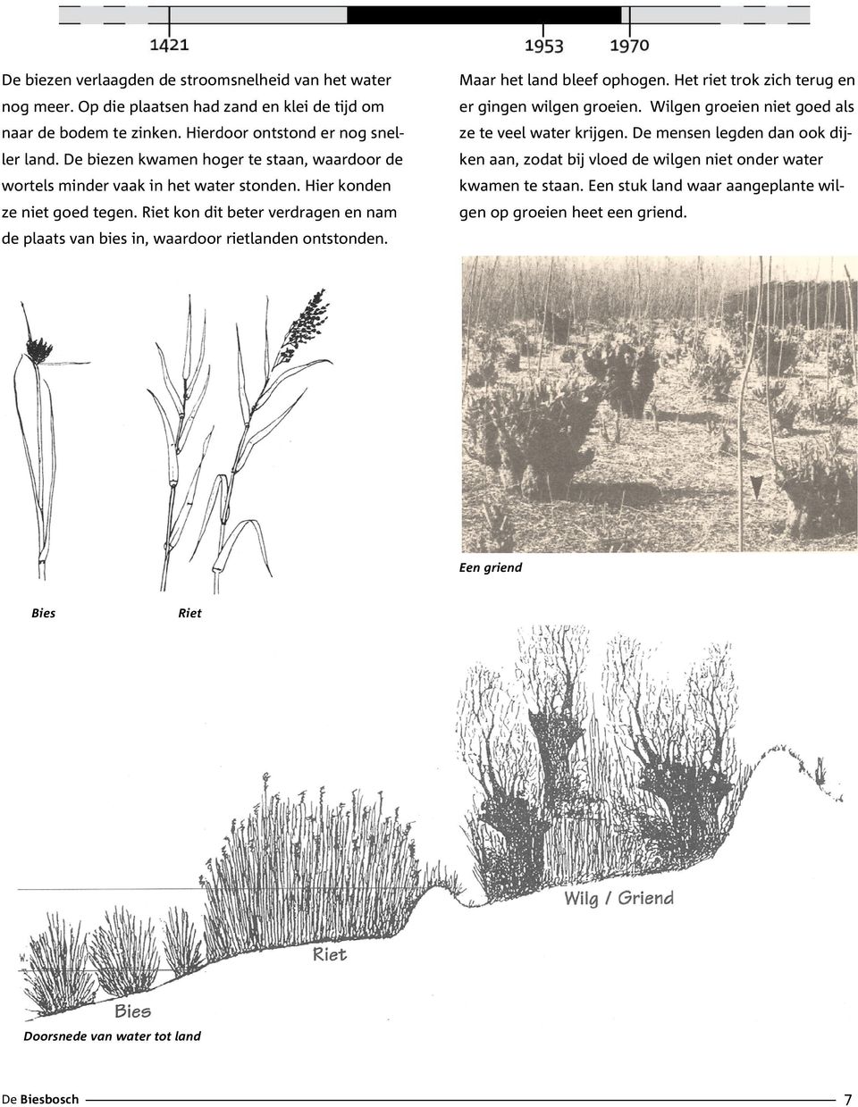 Riet kon dit beter verdragen en nam de plaats van bies in, waardoor rietlanden ontstonden. Maar het land bleef ophogen. Het riet trok zich terug en er gingen wilgen groeien.