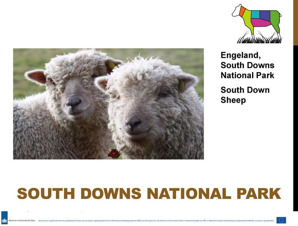 South Down Sheep