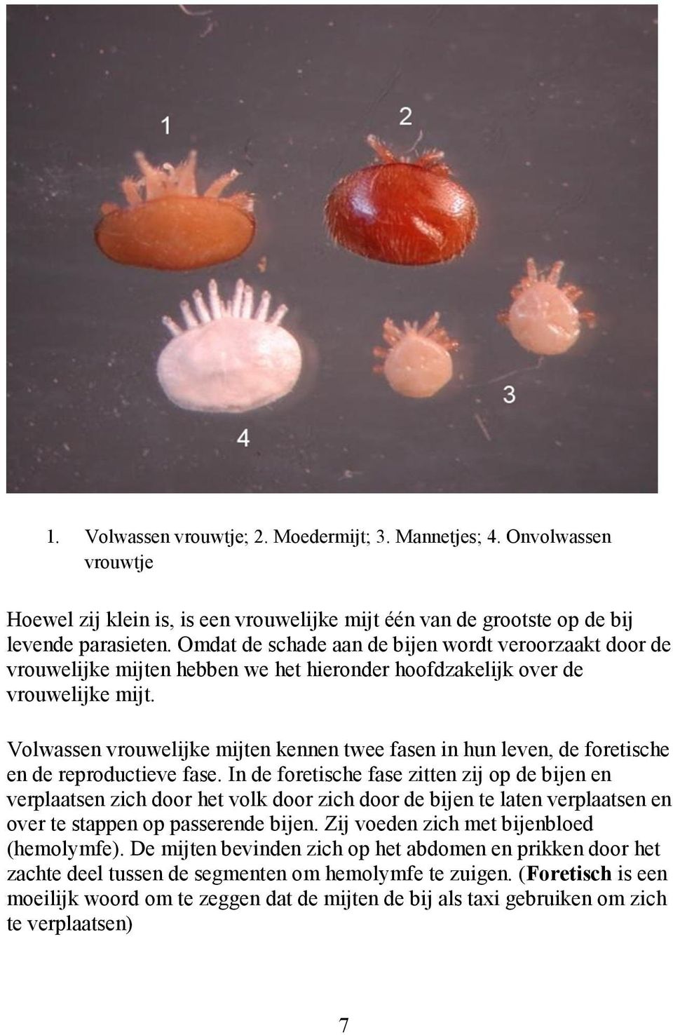 Volwassen vrouwelijke mijten kennen twee fasen in hun leven, de foretische en de reproductieve fase.