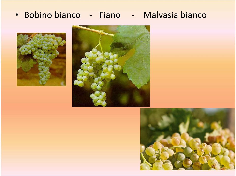 Fiano