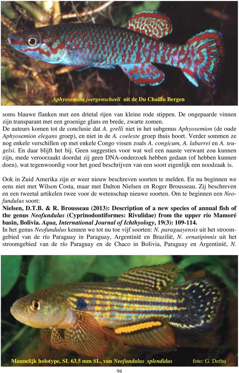 grelli niet in het subgenus Aphyosemion (de oude Aphyosemion elegans groep), en niet in de A. coeleste groep thuis hoort. Verder sommen ze nog enkele verschillen op met enkele Congo vissen zoals A.