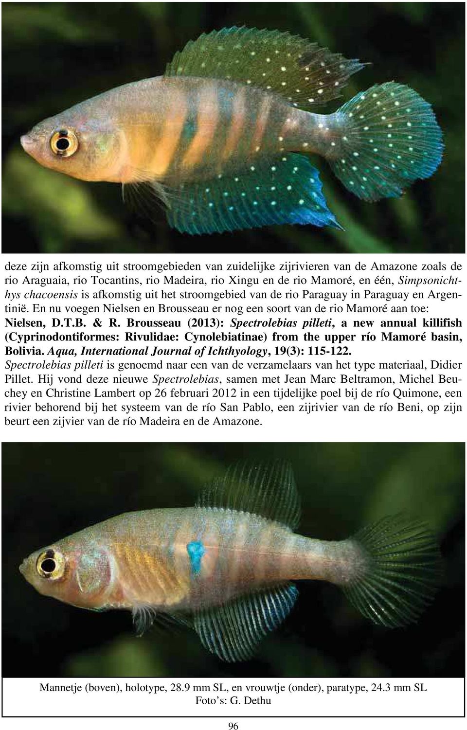 Brousseau (2013): Spectrolebias pilleti, a new annual killifish (Cyprinodontiformes: Rivulidae: Cynolebiatinae) from the upper río Mamoré basin, Bolivia.