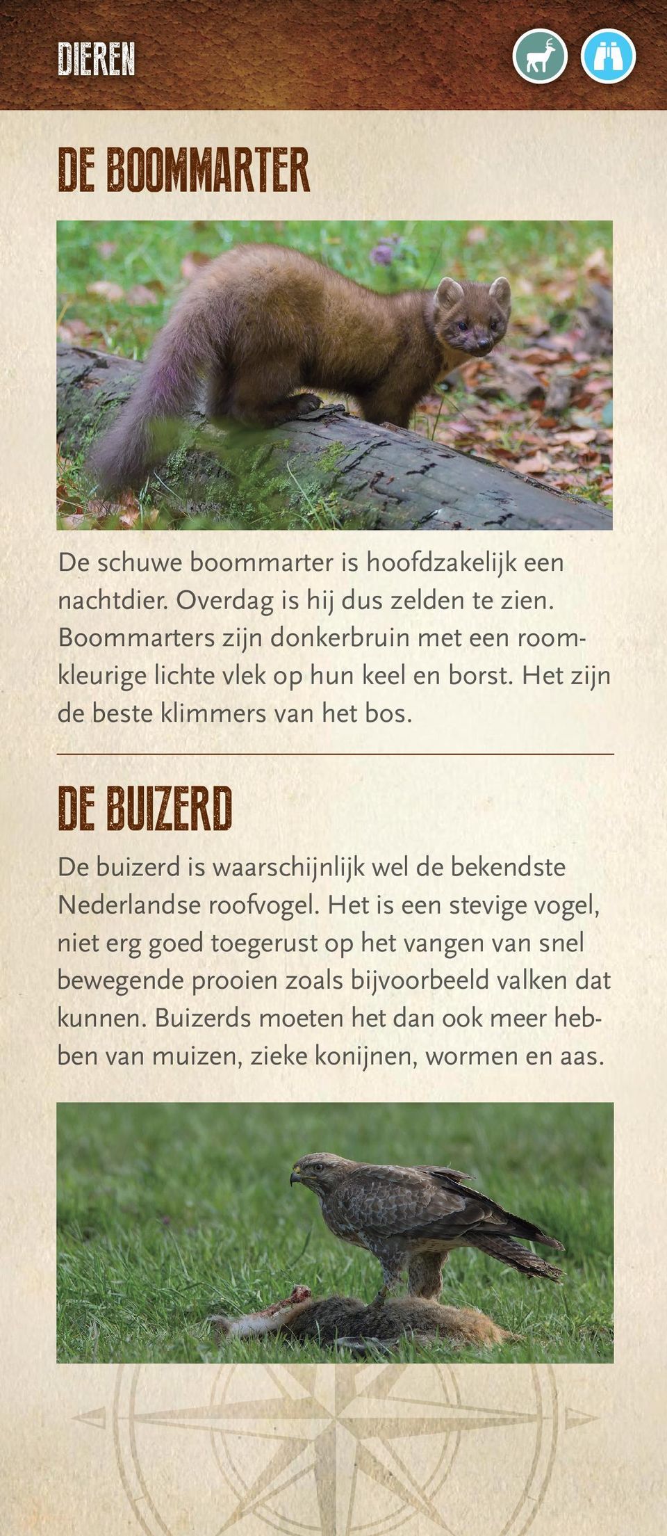 DE BUIZERD De buizerd is waarschijnlijk wel de bekendste Nederlandse roofvogel.