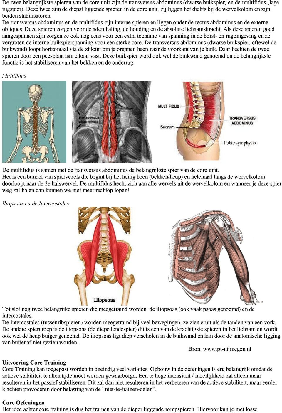 De transversus abdominus en de multifidus zijn interne spieren en liggen onder de rectus abdominus en de externe obliques.