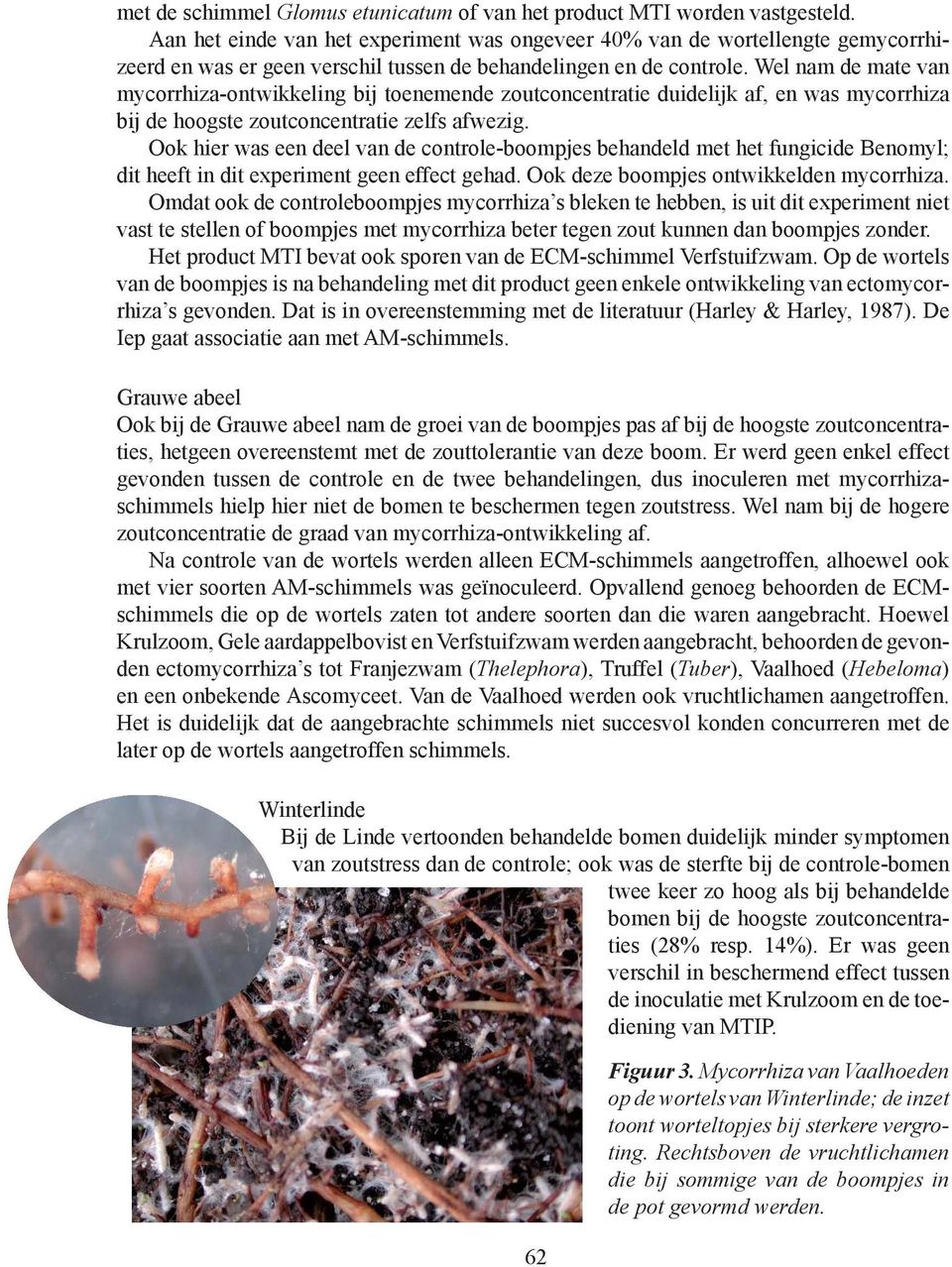 Wel nam de mate van mycorrhiza-ontwikkeling bij toenemende zoutconcentratie duidelijk af, en was mycorrhiza bij de hoogste zoutconcentratie zelfs afwezig.