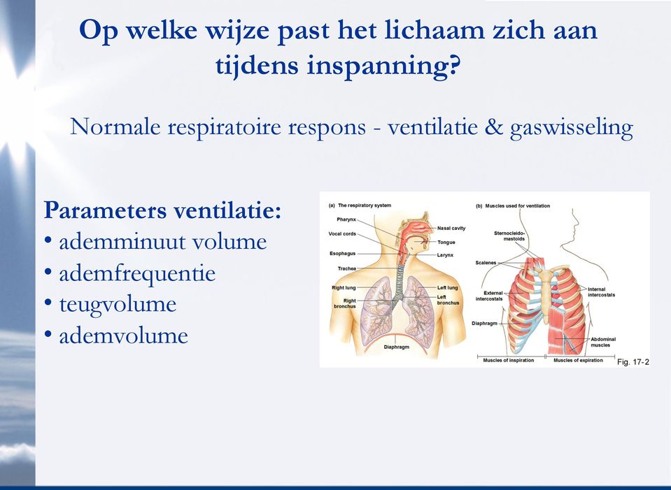 Normale respiratoire respons - ventilatie &