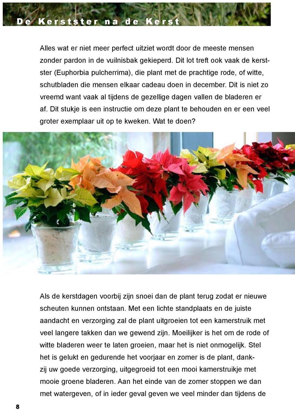 Dit is niet zo vreemd want vaak al tijdens de gezellige dagen vallen de bladeren er af. Dit stukje is een instructie om deze plant te behouden en er een veel groter exemplaar uit op te kweken.