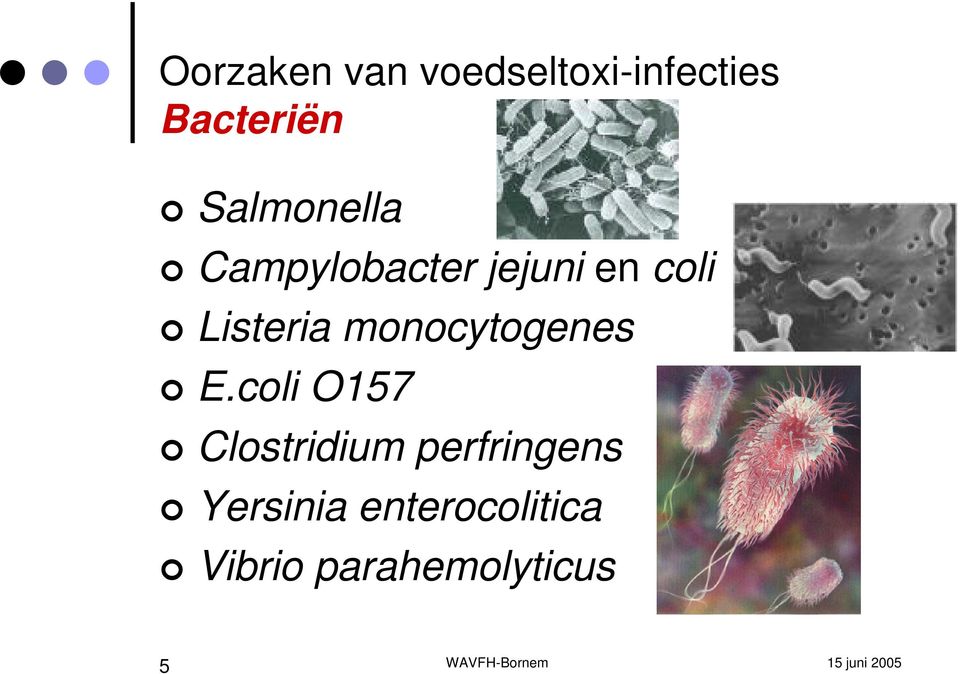 Listeria monocytogenes E.