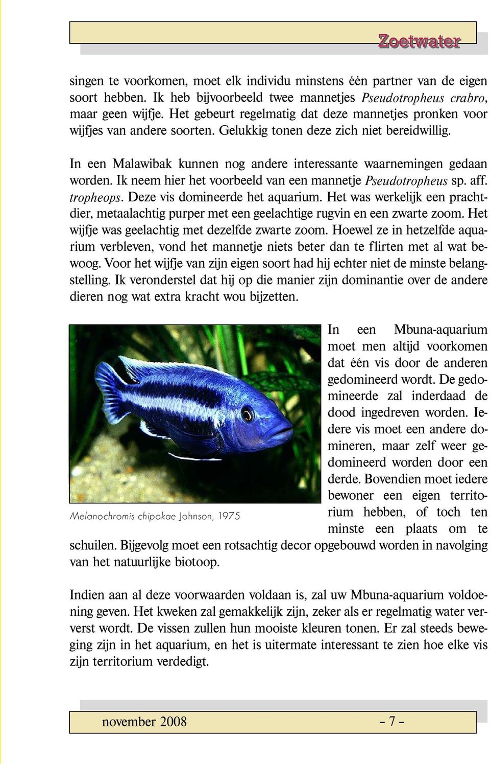 In een Malawibak kunnen nog andere interessante waarnemingen gedaan worden. Ik neem hier het voorbeeld van een mannetje sp. aff. Pseudotropheus. Deze vis domineerde het aquarium.