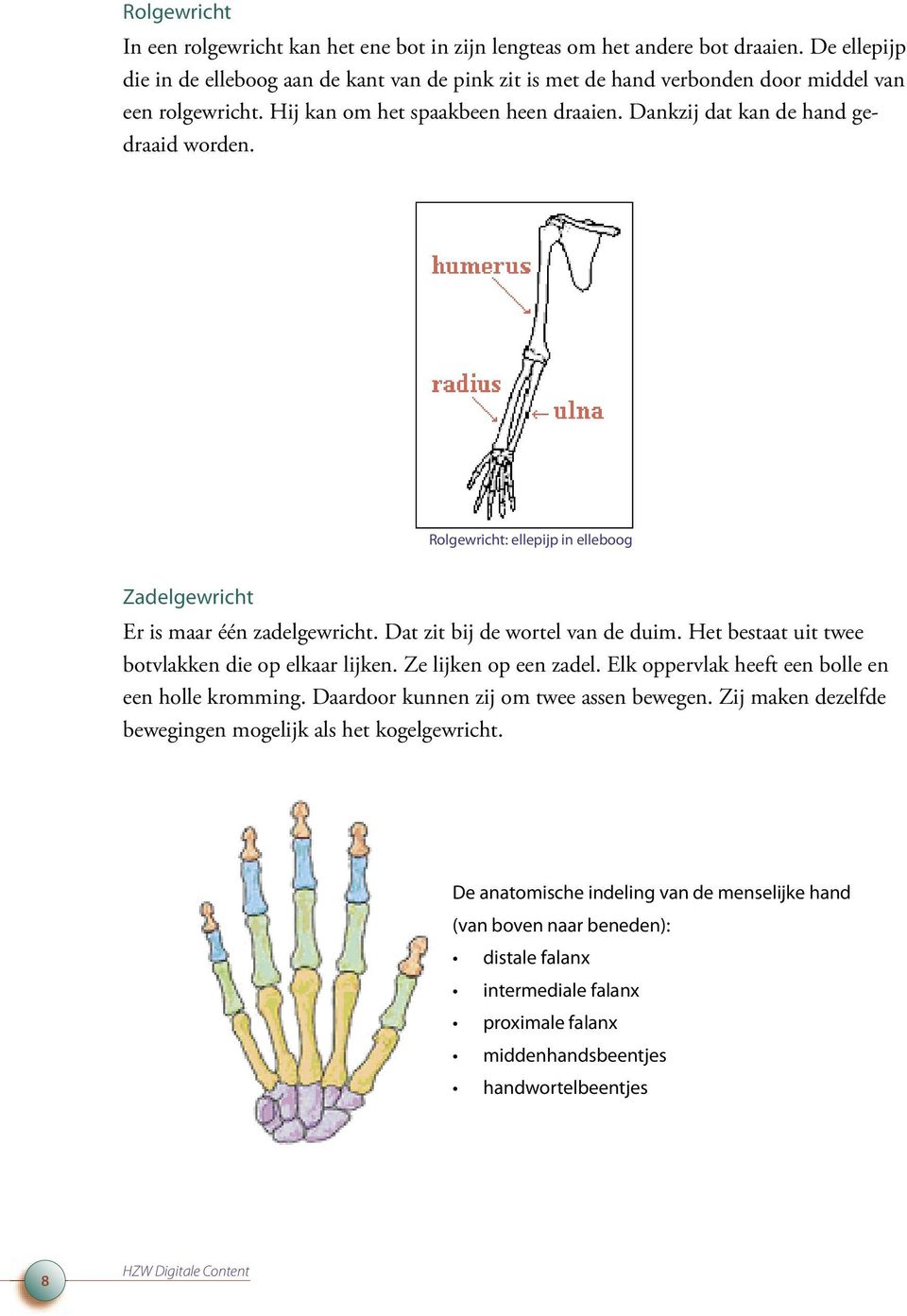 Rolgewricht: ellepijp in elleboog Zadelgewricht Er is maar één zadelgewricht. Dat zit bij de wortel van de duim. Het bestaat uit twee botvlakken die op elkaar lijken. Ze lijken op een zadel.