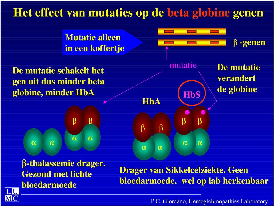 HbS De mutatie verandert de globine α α β α β α β α β α β α β α β-thalassemie drager.