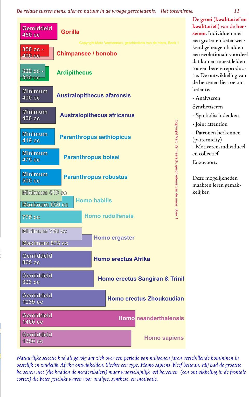 Ardipithecus Copyright Marc Vermeersch, geschiedenis van de mens, Boek 1 Australopithecus afarensis Australopithecus africanus Paranthropus aethiopicus Paranthropus boisei Paranthropus robustus Homo