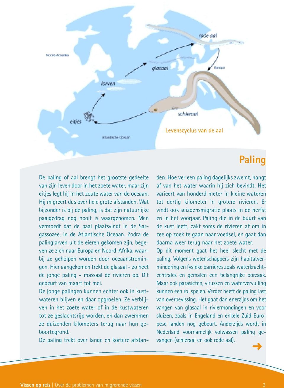 Men vermoedt dat de paai plaatsvindt in de Sargassozee, in de Atlantische Oceaan.